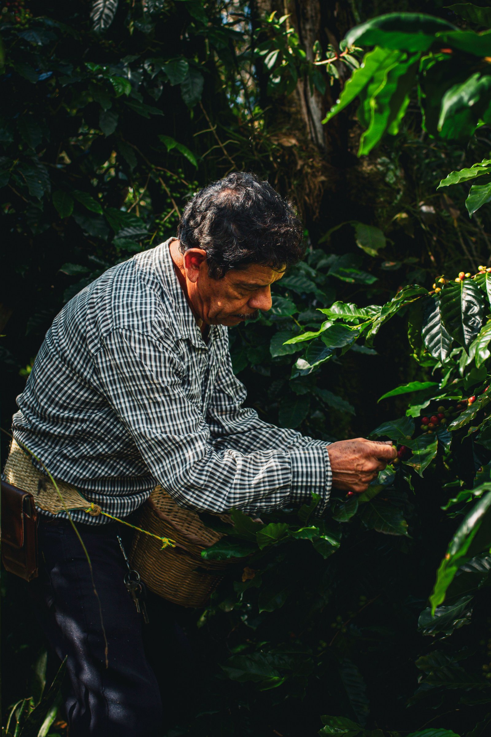 Coffee farm gallery image